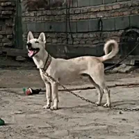 سگ پاکوتاه
