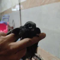 جوجه