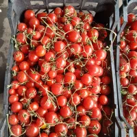 آبگیری گوجه با دستگاه خارجی