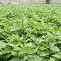 لوبیا