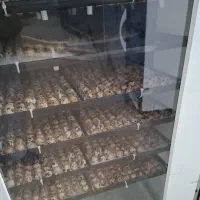 مزرعه سبز شاندیز قطب پرورش بلدرچین و تخم نطفه‌ دار