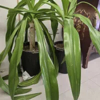 اشک ملکه