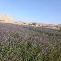 نعنا عرق گیری
