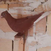 پرنده