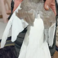 کبوتر کفتر شهری راست الماسی ماده گلدار|پرنده|شیراز, شهرک گلستان|دیوار