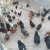 مرغ گلپایگان تخم گذار