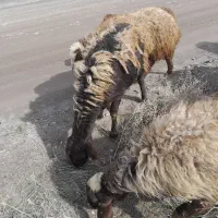 گوسفند درجه یک
