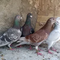 کفترفروشی‌پلاکی