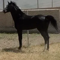 اسب عرب