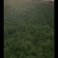 سبزی خوردنی شوید