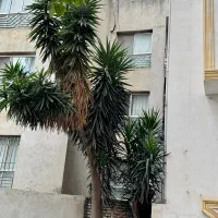 فروش گل یوکا بیست سال به بالا بنسای