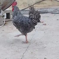 خروس امروک