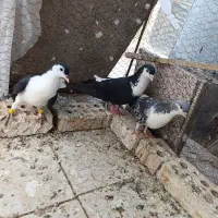 کفتر