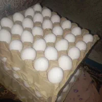 تخم مرغ