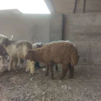 بره درجه یک