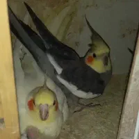 عروس هلندی مولد