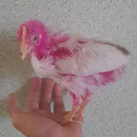 جوجه رنگی