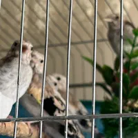 جوجه سهره متولد قفس