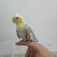 جوجه عروس هلندی دون خور