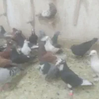کفتربپر