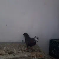 کبوترای یک همه چی تمام