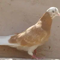 کفتر سرور