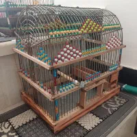 تعدادی قفس پرنده