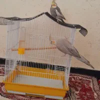 عروس هلندی مولد