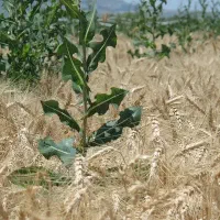 فروش گیاه بهار