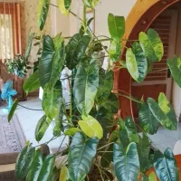 گل های زیباوخاص