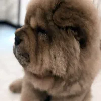 توله چاوچاو سه ماه