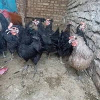 مرغ رسمی خونگی محلی نژاد دار