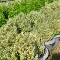 شمشاد نعنایی وصال۳۴ و فتونیا سطل ۱۰ و کاملیا سطل ۳