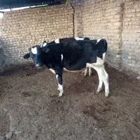 گوساله نر