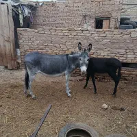 فروش الاغ|حیوانات مزرعه|زارچ, |دیوار