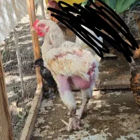 نیمچه خروس براهمااصل