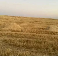کاه فروش.کشاورزی