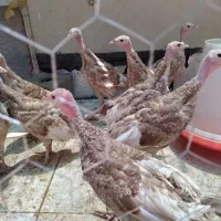 بوقلمون بوربون ده عدد