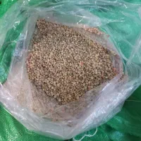 عدس بومی  کوهرنگ