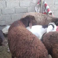 بره نر