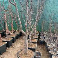 کاشت و عرضه درخت ۶ ساله گوجه سبز شهریار