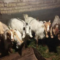 گوسفند کهره .بز