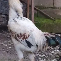 فروش خروس با این مشخصات