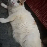 گربه خونگی