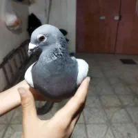 کبوتر آلمانی و سوسکی جفت
