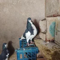 کفتر شهری بهبهانی دم چتری کبوتر کوتوله برزیلی