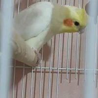 عروس نر دستی سخنگو