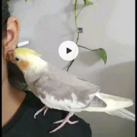عروس هلندی نر