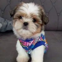 شیتزو سوپر فلت