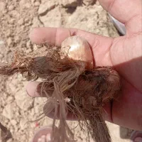 خرید و فروش پیاز زعفران